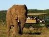 Game Drive Elephant